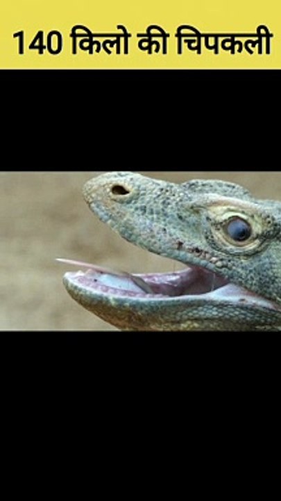 Biggest lizard