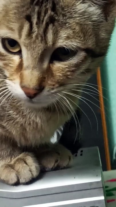CAT Shorts