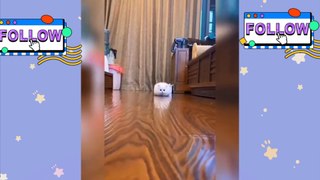 kumpulan video kucing lucu #2 - video kucing