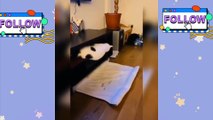 kumpulan video kucing lucu #3 - video kucing