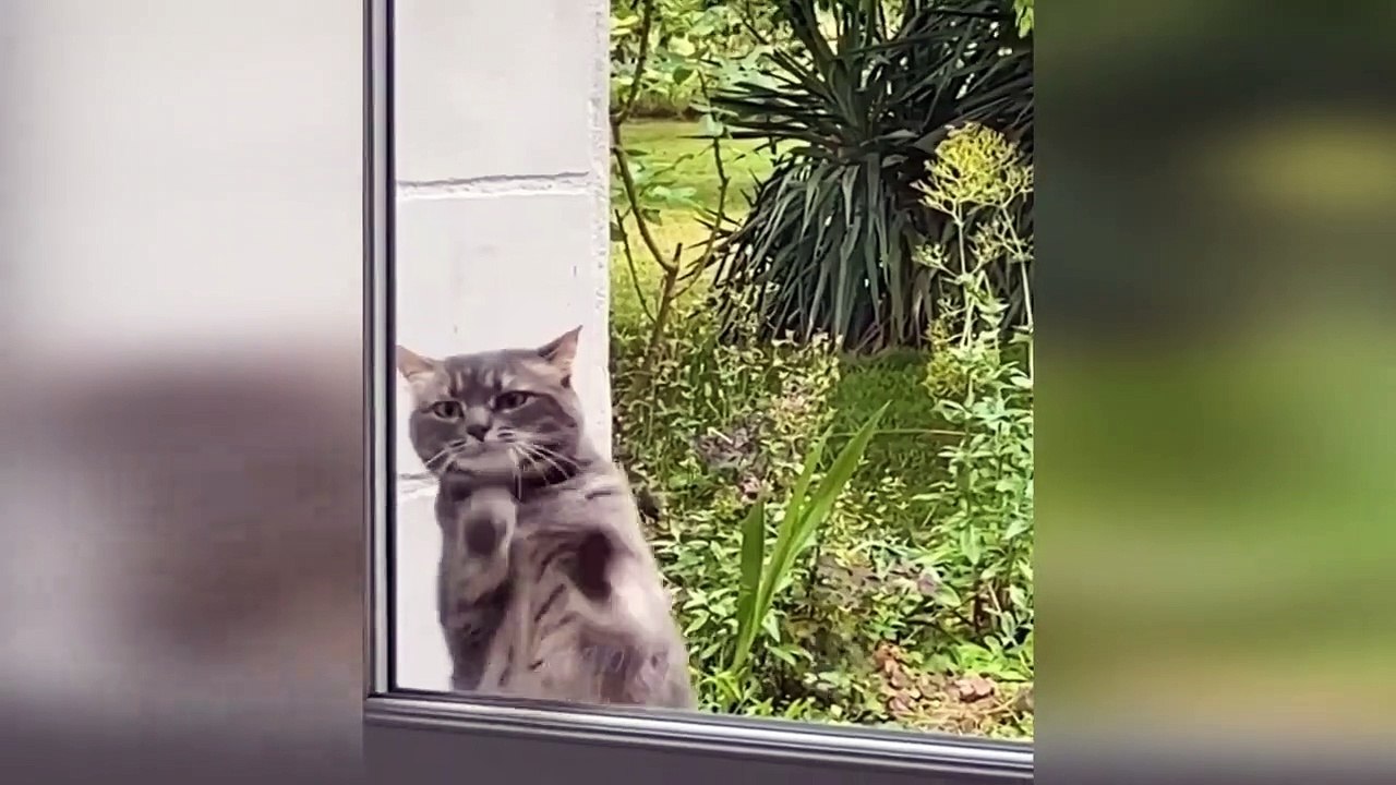 Funny animals - Funny cats _ dogs - Funny animal videos 256