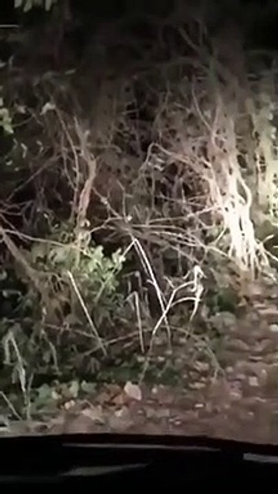 When a white cat turns into an angel to save humans