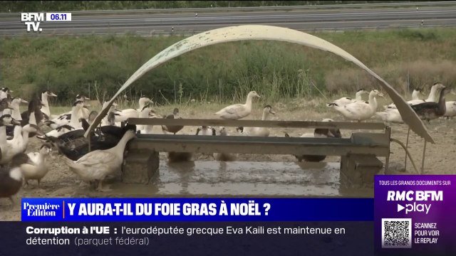 Face à l'épidémie de grippe aviaire, y aura-t-il du foie gras à Noël?