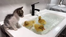 Three ducklings are going to teach kittens to swim and bathe