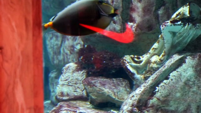 Aquarium with fish at Caesars Palace in Las Vegas.