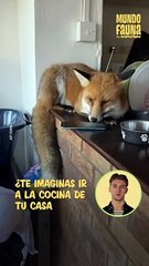 Mujer encuentra un desorden en su cocina y descubre un zorro