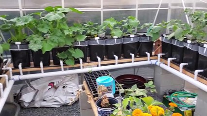 Overview of Harbor Freight's Hydroponics and Greenhouse