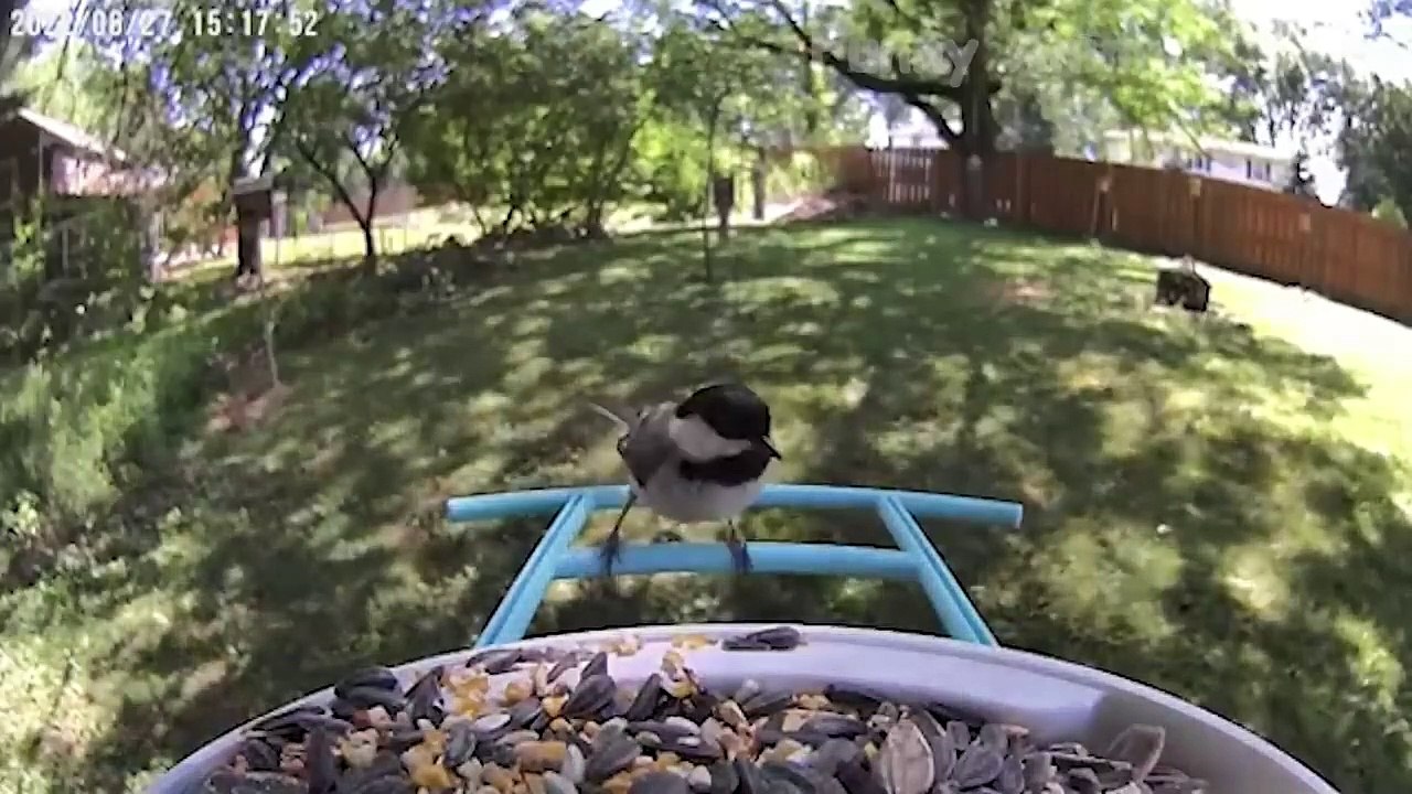 Funny Animal Videos 2023  - Funniest Cats And Dogs Videos  #