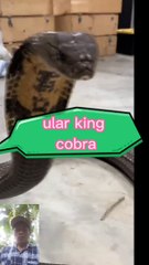 Ular king cobra