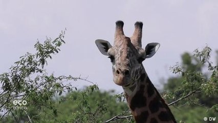 Protecting Rwanda's Akegera National Park