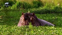 Wild Africa - Rivers of Life - Luangwa River