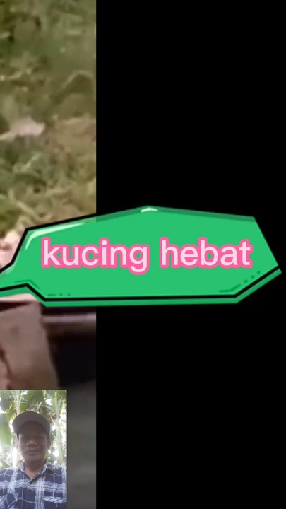 Kucing hebat