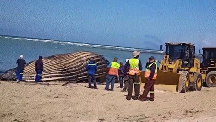 South Africa Whale removal from Strand Beach
