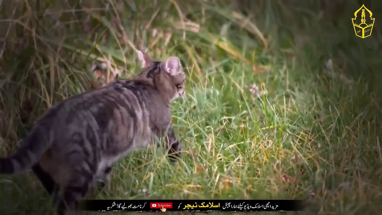 If You See A Cat In The House - Do This Immediately - Naseeb Khul Jaye Ga - IT
