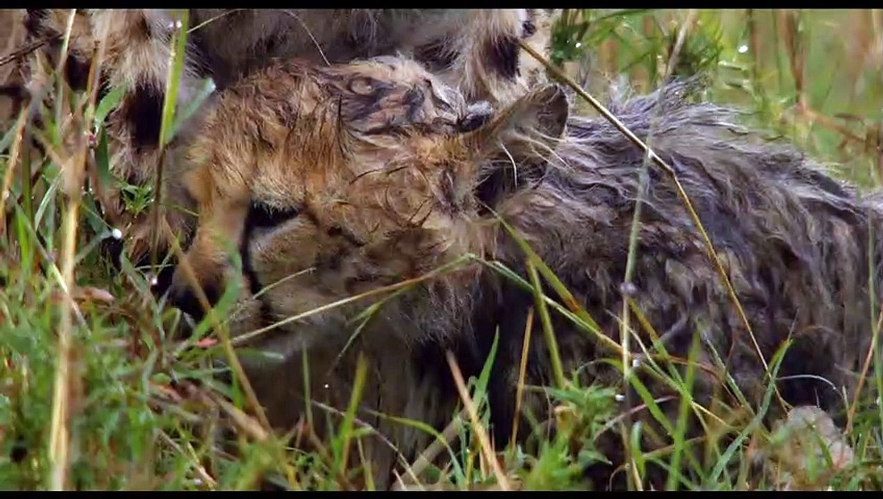 Félins Bande-annonce (DE)