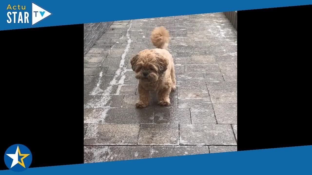 Ce petit chien glisse sur le verglas et ne peut pas monter la pente