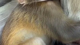 Baby monkey eats Milk