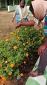 Marigold Flowers Harvesting