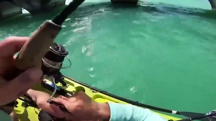 30 Scariest Shark Encounters of The Year