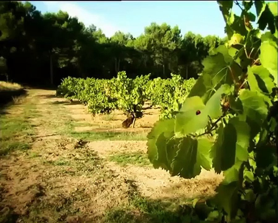 Minuscule - Se3 - Ep12 HD Watch HD Deutsch