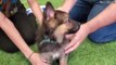 German Shepherd PUPPIES 8 weeks and DAD Play 2022