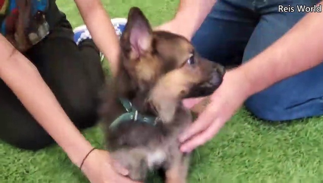 German Shepherd PUPPIES 8 weeks and DAD Play 2022