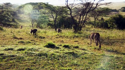 'Big Cat Week' The Way of the Cheetah (2022) Watch HD HD Deutsch