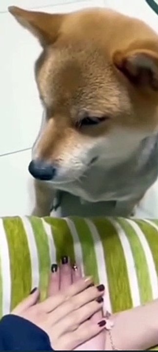 مواقف مضحكة للقطط والكلاب