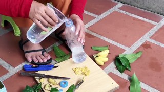 Unique Skill Propagation Mango Tree Growing Quickly Use Banana Fruit