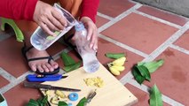 Unique Skill Propagation Mango Tree Growing Quickly Use Banana Fruit