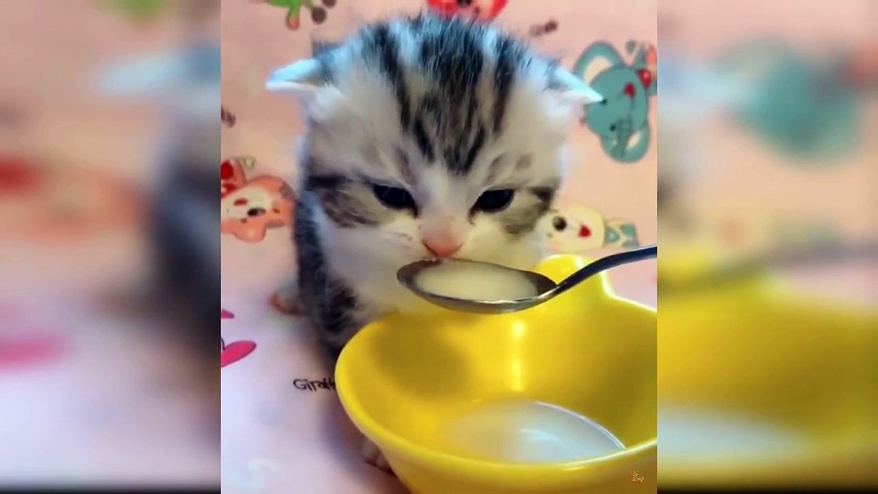Baby Cats Cute