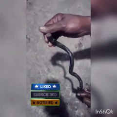 amar bail || amar bel testing || অমর বেল