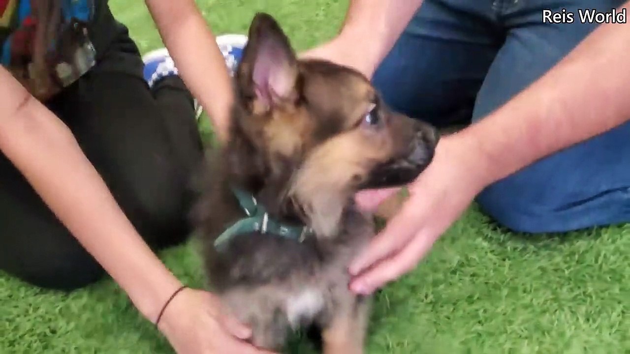 German Shepherd PUPPIES 8 weeks and DAD Play 2022