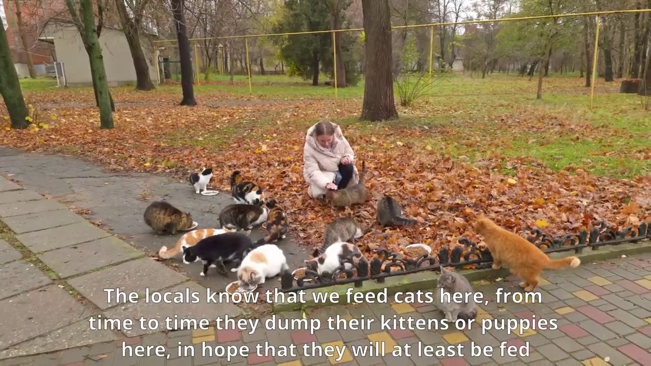 Two Tiny Puppies Raised by Cats Colony Cried for Help Until Someone Heard Them
