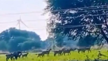 धार :नील गाय किसानों की फसलों को कर रही बर्बाद,संसद में उठा मुद्दा,देखें रिपोर्ट