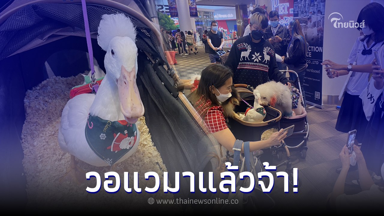 วอแวเป็ดมีผม เยือนPet พาเพลิน Fair 2022 ทำเอาฮอ...
