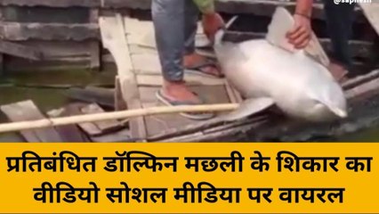 प्रतिबंधित मछली का हुआ शिकार, वीडियो देख उड़ेंगे होश