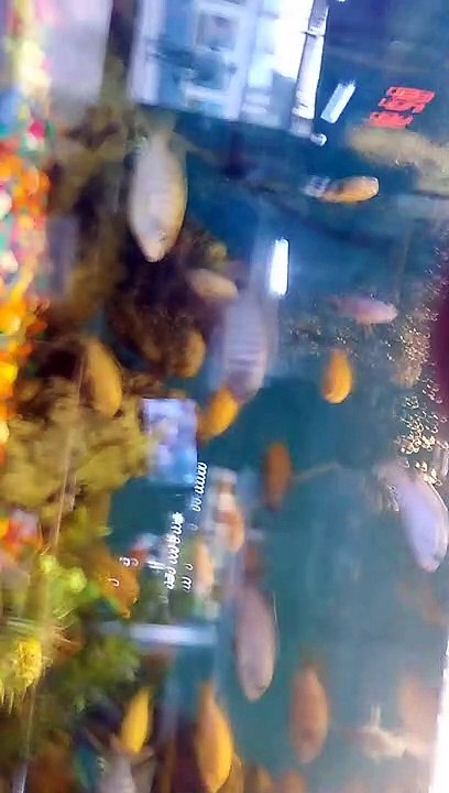Fish Aquarium
