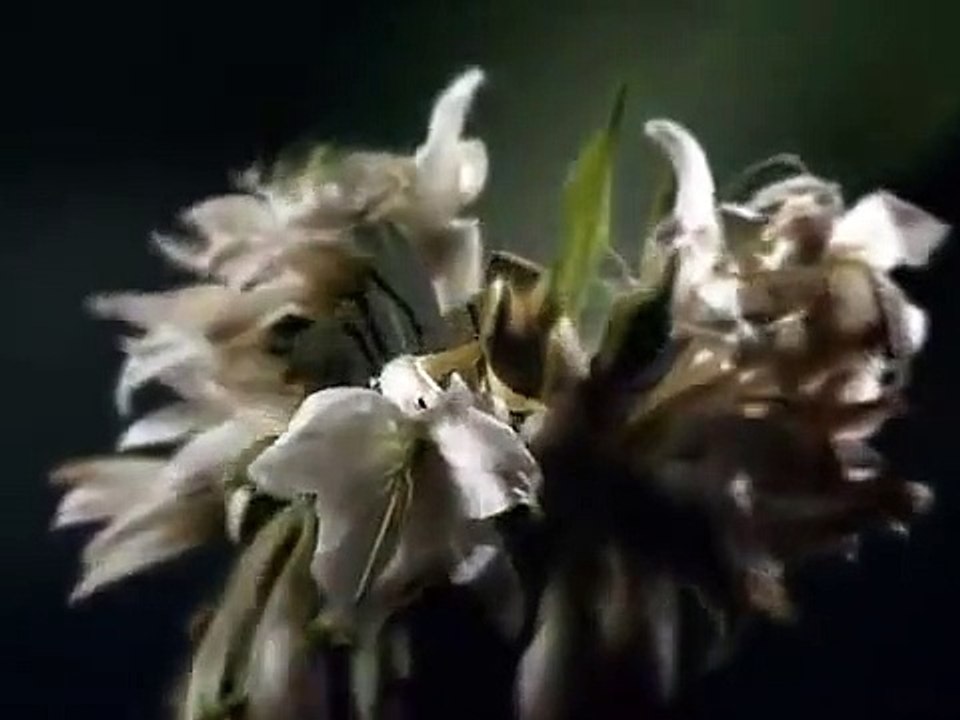 Six Feet Under - Se2 - Ep13 - The Last Time HD Watch HD Deutsch