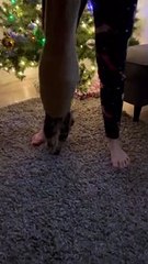 Helping a Stuck Cat Get Out of a Hoodie Sleeve