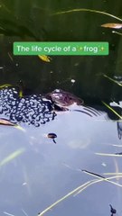 The life cycle of a ✨frog✨