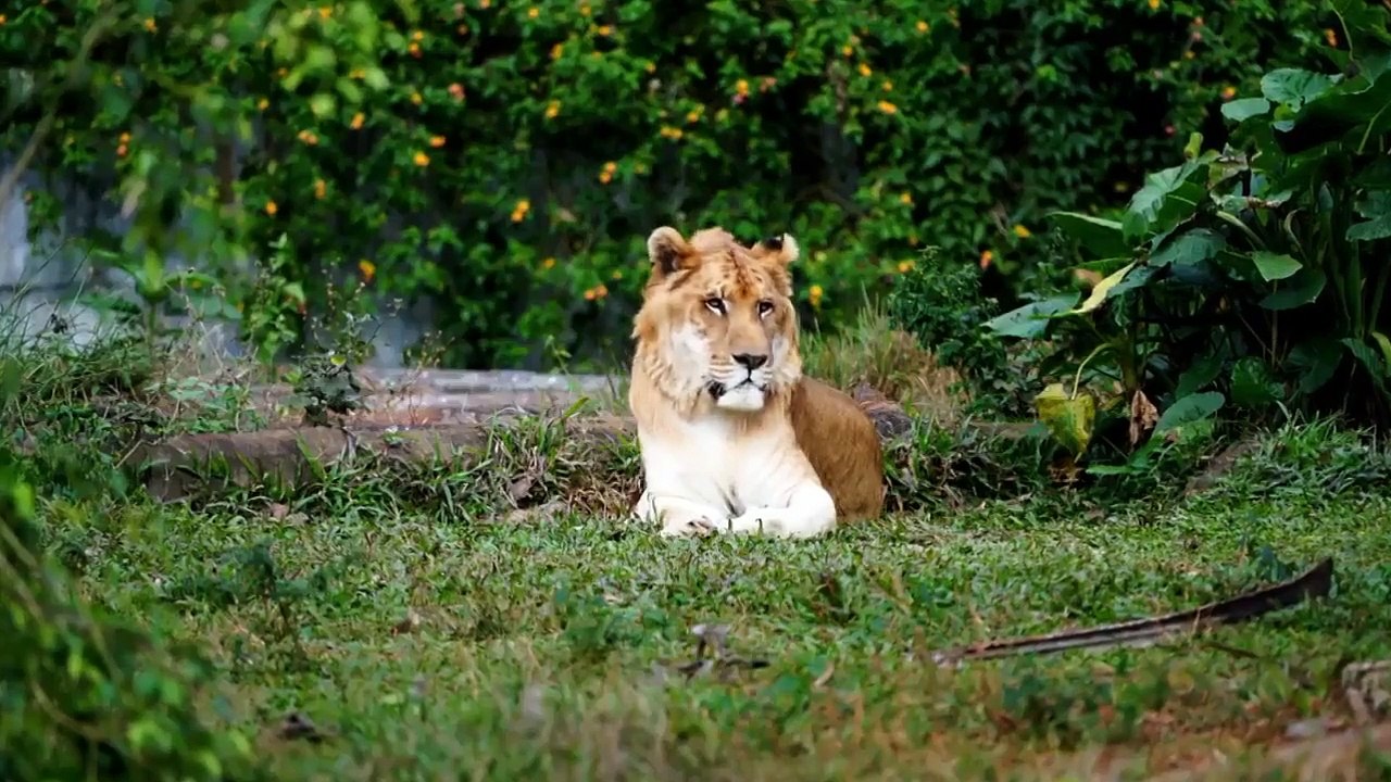 Strange Evidence - Se4 - Ep01 - Nuclear Mummy Demon HD Watch HD Deutsch