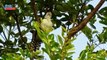 Great Antshrike (Taraba major) | Nature is Amazing | World Birds | Viral Videos