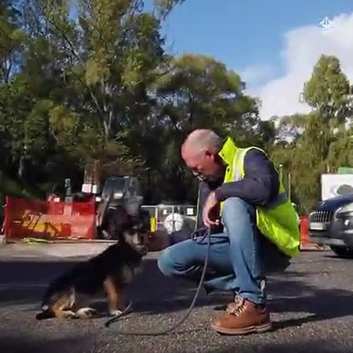animais lisboa