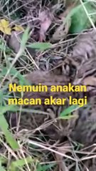 beby macan akar #beby #macanakar #shorts