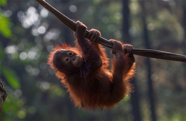 Orangutans hold clues to human speech evolution, scientists claim