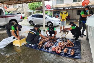 Kadının otomobilinden onlarca kaçak hayvan cesedi çıktı
