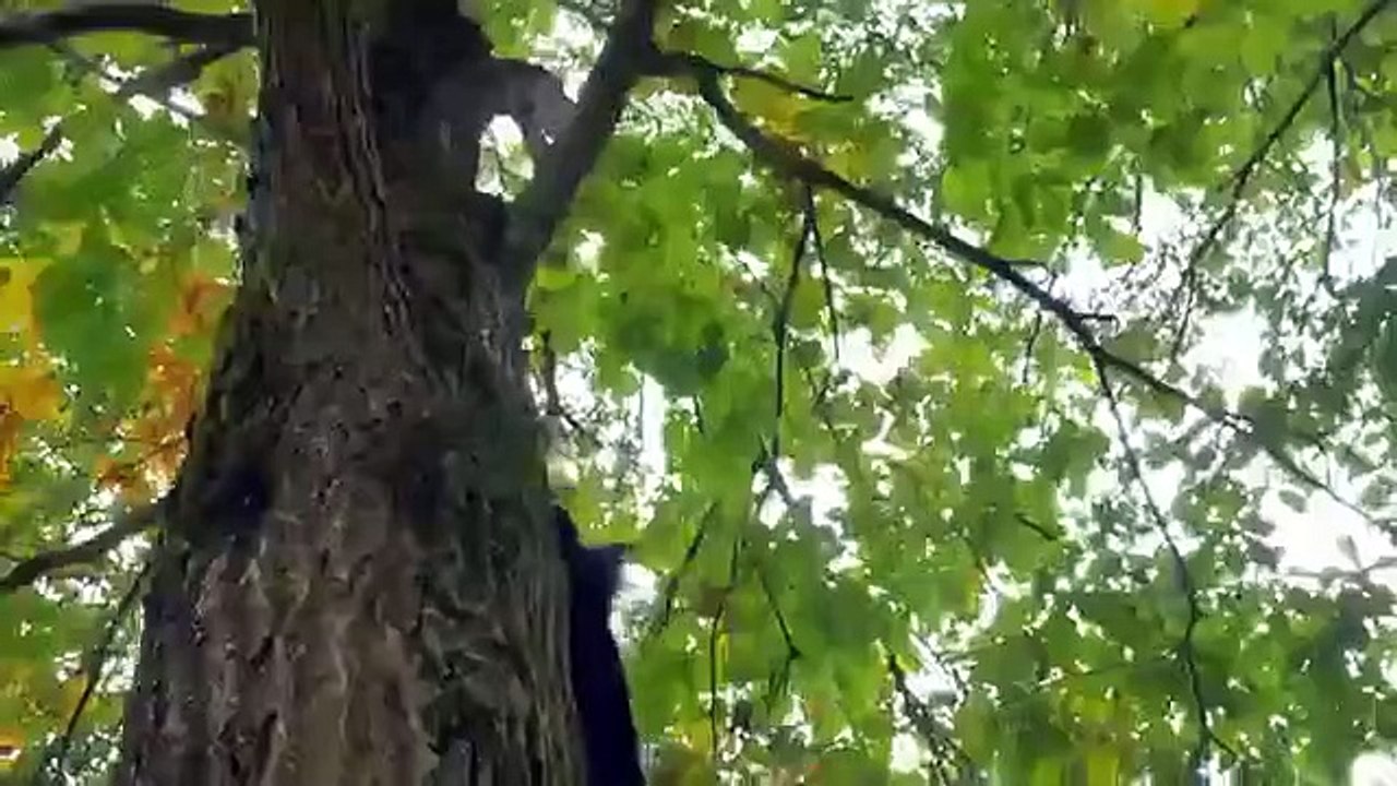 Nature's Strangest Mysteries - Solved - Se1 - Ep15 HD Watch HD Deutsch