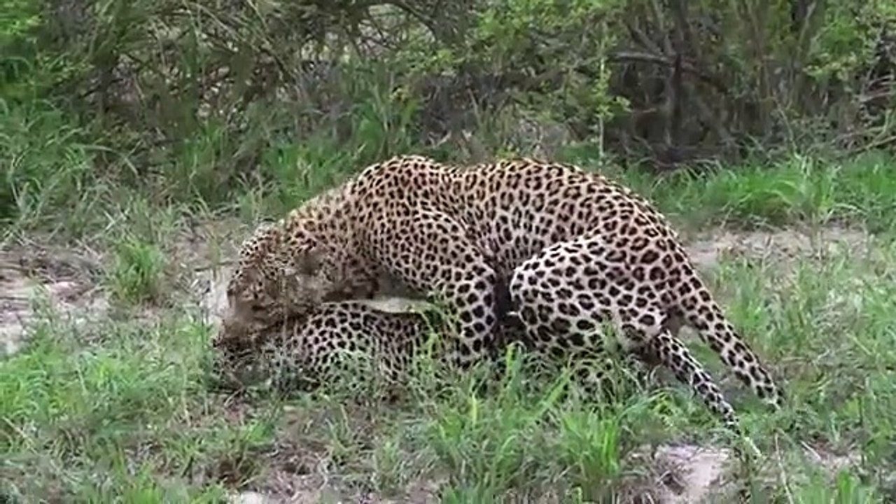 Nature's Strangest Mysteries - Solved - Se1 - Ep16 HD Watch HD Deutsch