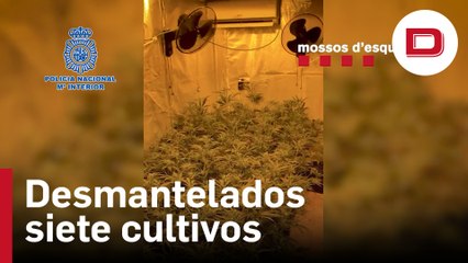 Desmantelados siete cultivos de marihuana en Gerona